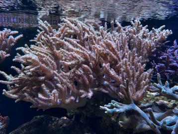 Stekjes Sinularia leder beschikbaar voor biedingen