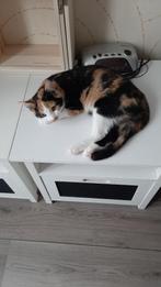 Lieve in huiselijke kring opgegroeide  kittens te koop, Dieren en Toebehoren, Meerdere dieren, Kortharig, 0 tot 2 jaar