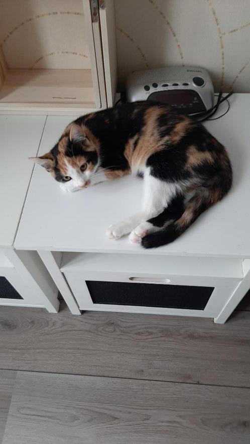 Lieve in huiselijke kring opgegroeide  kittens te koop, Dieren en Toebehoren, Katten en Kittens | Overige Katten, Kortharig, Meerdere dieren