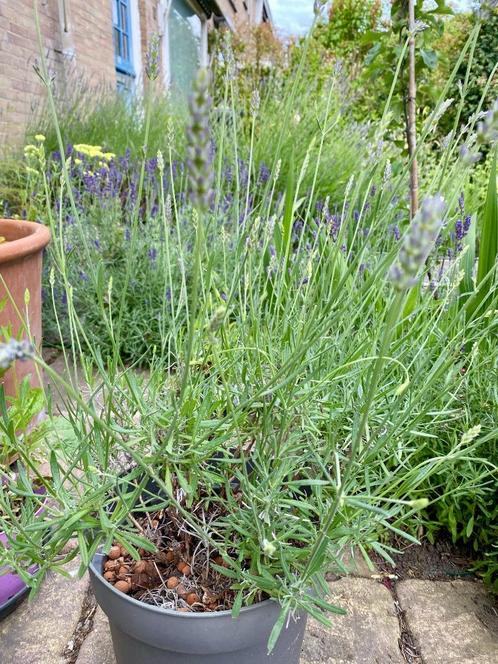 Lavandula intermedia 'Grosso'  Hoge Lavendel, Tuin en Terras, Planten | Tuinplanten, Vaste plant, Overige soorten, Volle zon, Zomer