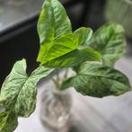 Syngonium mottled mojito reverted, Huis en Inrichting, Kamerplanten, Ophalen of Verzenden, Halfschaduw, Minder dan 100 cm