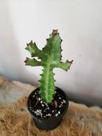 Euphorbia lactea nr1., Ophalen, Halfschaduw, Minder dan 100 cm