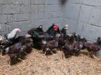 20 wyandotte kriel hennen 14 weken 10pst, Dieren en Toebehoren, Pluimvee, Vrouwelijk, Kip