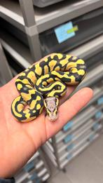 0.1 pastel orange dream desert ghost ball python, Dieren en Toebehoren, Reptielen en Amfibieën, Slang, 0 tot 2 jaar