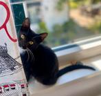 Pragtig poesje, Dieren en Toebehoren, Katten en Kittens | Overige Katten, Poes