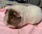 Lieve cavia zeugjes, Dieren en Toebehoren, Knaagdieren, Vrouwelijk, Cavia, Voor 1 juli 2024