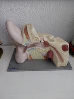Anatomisch model, Ophalen of Verzenden