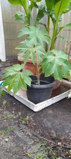 Tetrapanax papyrifer steroidal giant, Ophalen, Volle zon, Overige soorten