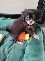 Nog 1mooie Cavelier King Charles spaniel X pupjes, Dieren en Toebehoren, Honden | Chihuahua's en Gezelschapshonden, Parvo, Overige rassen
