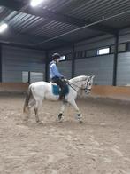 Enthousiaste verzorger/bijrijder aangeboden!, Ophalen of Verzenden, Zo goed als nieuw