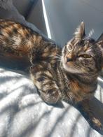 1 Jaar oud kitje, Dieren en Toebehoren, Katten en Kittens | Overige Katten, Poes, Kortharig, 0 tot 2 jaar