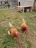 Gratis  2 oude legkippen, Dieren en Toebehoren, Pluimvee, Vrouwelijk, Kip