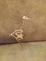Vogel skelet, Verzamelen, Dierenverzamelingen, Ophalen of Verzenden, Zo goed als nieuw, Vogel, Schedel