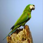 jonge ara severa, Meerdere dieren, Papegaai, Geringd