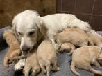 Goldendoodle pups, Dieren en Toebehoren, Honden | Retrievers, Spaniëls en Waterhonden, Rabiës (hondsdolheid), Overige rassen, 8 tot 15 weken