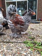 2 jonge brahma groothoender haantjes, Dieren en Toebehoren, Pluimvee, Mannelijk, Kip