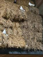 Pauwstaartjes, Dieren en Toebehoren, Meerdere dieren