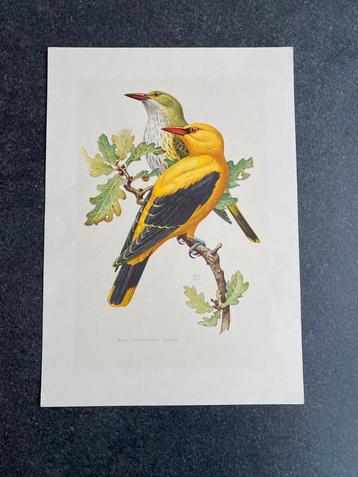 10 prenten  zangvogels19x27 cm  samen 20 euro oa wielewaal beschikbaar voor biedingen