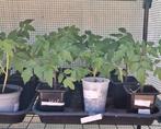 Planten, Ophalen, Volle zon, Groenteplanten, Eenjarig