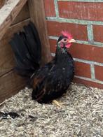 Serama haan, Dieren en Toebehoren, Pluimvee, Mannelijk, Kip