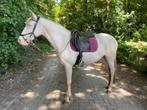 Lusitano e pony, Dieren en Toebehoren, Paarden, Merrie, L, Met stamboom, 7 tot 10 jaar