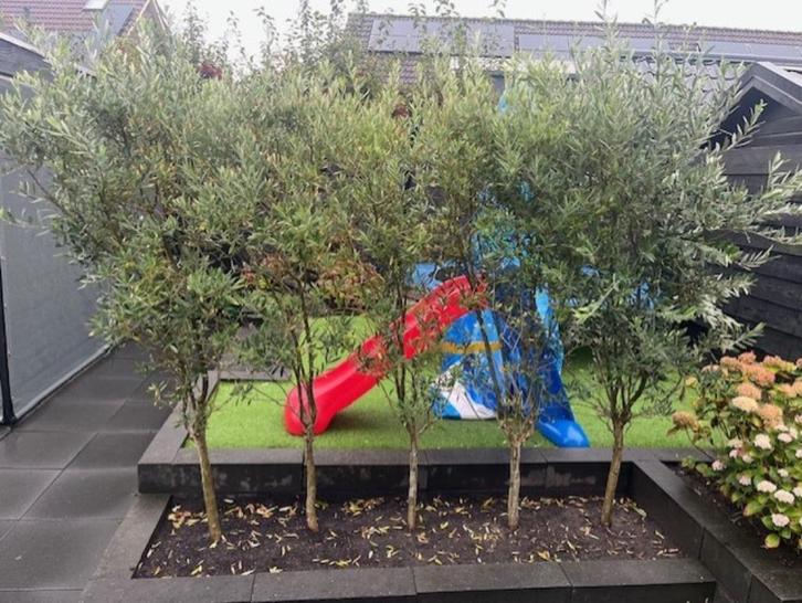 5 stuks olijfbomen, Tuin en Terras, Planten | Bomen, Olijfboom, 100 tot 250 cm, Volle zon, Lente, Ophalen