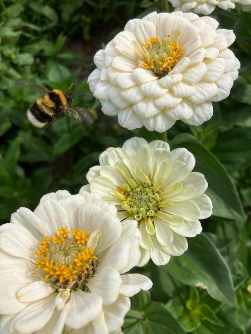 Bloemzaden van Zinnia (div. soorten, zie foto’s!), Tuin en Terras, Bloembollen en Zaden, Zaad, Voorjaar, Ophalen of Verzenden