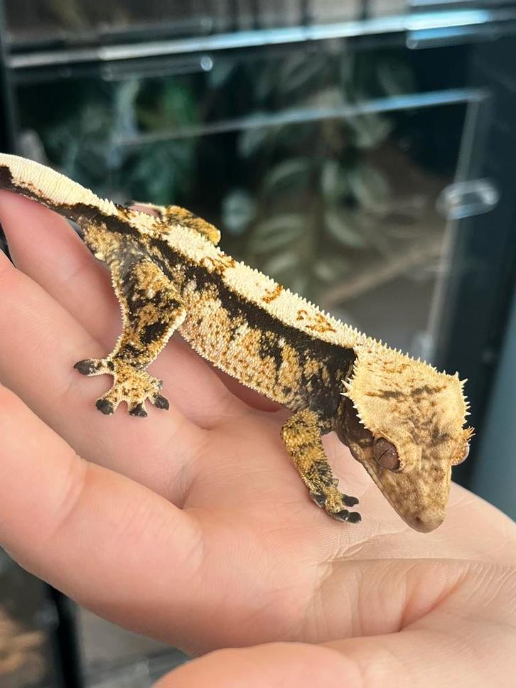 1.0 Leuke tricolour wimper gekko man met USA lineage!