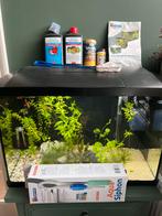 Aquarium incl vissen voer enz 60 liter, Dieren en Toebehoren, Ophalen, Zo goed als nieuw, Gevuld zoetwateraquarium