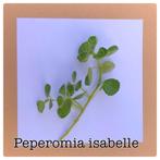 25. stekje pepermia isabelle €2,50, Ophalen of Verzenden, Overige soorten, Minder dan 100 cm