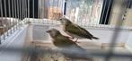 5 jonge gouldamadines 15 € pst., Dieren en Toebehoren, Vogels | Overige Vogels, Meerdere dieren