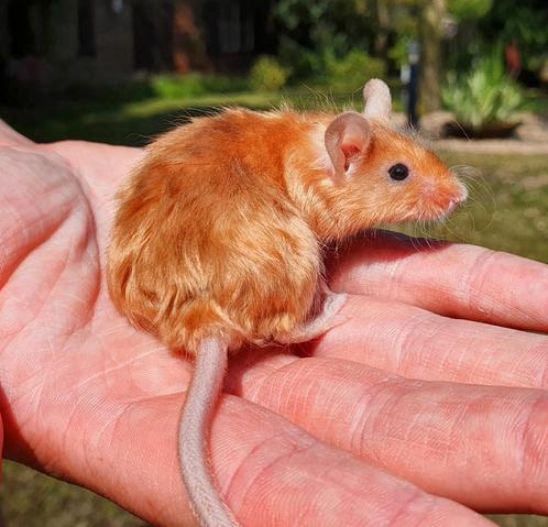Satijn en kleurmuizen, Dieren en Toebehoren, Knaagdieren, Meerdere dieren, Muis, Na 1 juli 2024, Tam