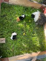 Te koop 2 lunkarya cavia zeugjes, Dieren en Toebehoren, Knaagdieren, Vrouwelijk, Cavia, Na 1 juli 2024, Tam