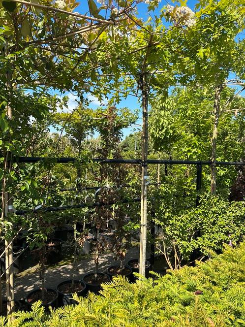 Vele soorten dakvorm bomen uit eigen kwekerij, nu te planten, Tuin en Terras, Planten | Bomen, Ophalen