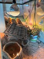 3 baardagamen + terrarium te koop, Ophalen, Zo goed als nieuw