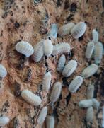 Cubaris sp 'Snow Queen', Overige soorten