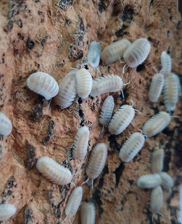 Cubaris sp 'Snow Queen' beschikbaar voor biedingen