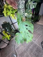 Monstera Dubia XXL, Ophalen, Overige soorten, Minder dan 100 cm