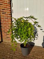 Acer palmatum Cascade Gold Japanse esdoorn, Ophalen, Bloeit niet, Halfschaduw, Overige soorten