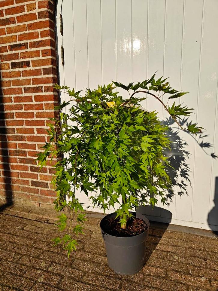 Acer palmatum Cascade Gold Japanse esdoorn, Tuin en Terras, Planten | Bomen, Overige soorten, Minder dan 100 cm, Halfschaduw, Bloeit niet