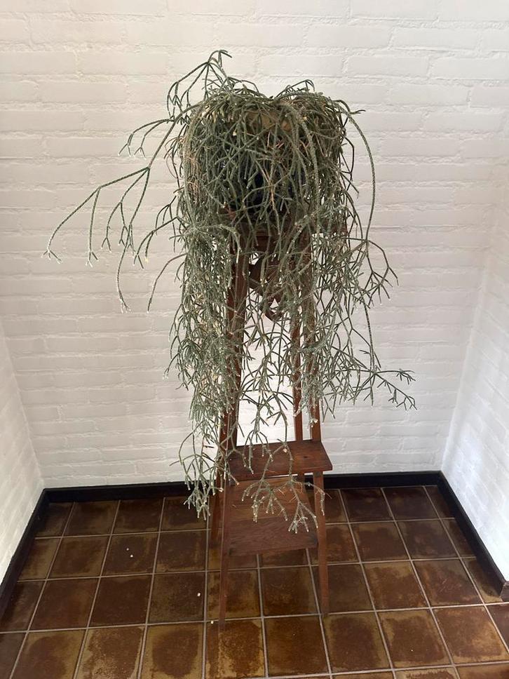 Bijzondere Rhipsalis Cassutha (koraalcactus), Huis en Inrichting, Kamerplanten, Cactus, 100 tot 150 cm, Groene kamerplant, Halfschaduw