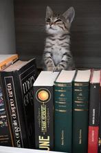 POOKY ONDERNEMEND LIEVE  KITTEN OPZOEK NAAR LIEF PERSONEEL, Dieren en Toebehoren, Katten en Kittens | Overige Katten, Kater, Kortharig