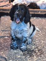 Cocker spaniel x friese stabij pups, CDV (hondenziekte), 8 tot 15 weken, Meerdere, Meerdere dieren