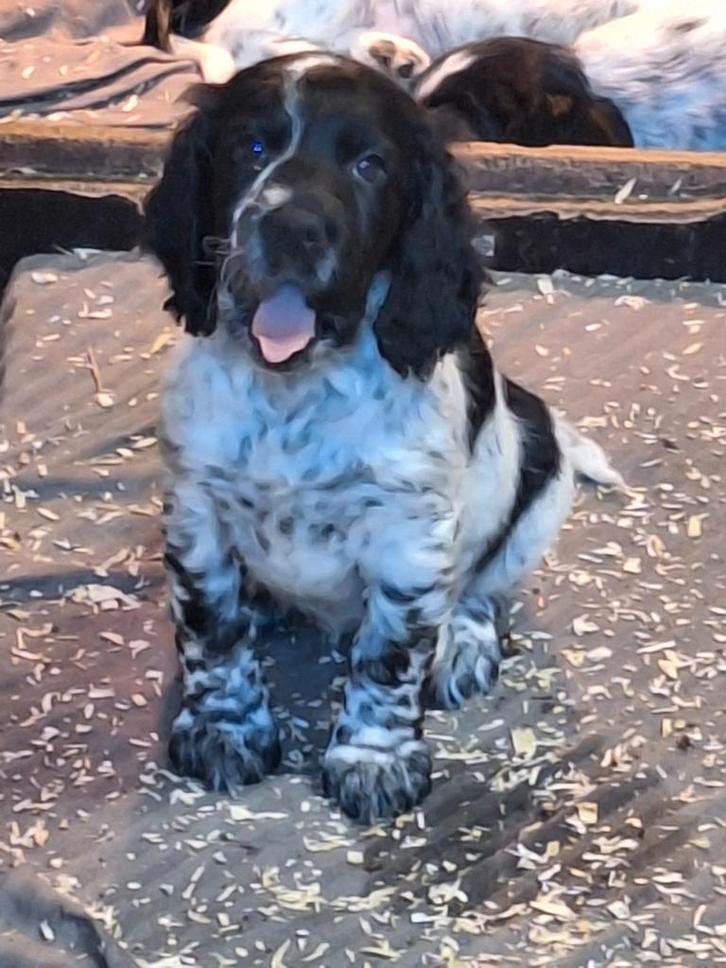 Cocker spaniel x friese stabij pups, Dieren en Toebehoren, Honden | Niet-rashonden, Middel, Meerdere dieren, Particulier, Meerdere