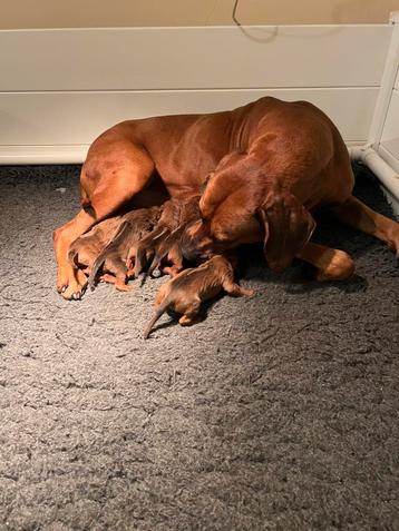 Rhodesian Ridgeback pups New Born beschikbaar voor biedingen