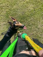 Hondentrainer nodig? Trainer hond, coach, begeleiding, Dieren en Toebehoren, Ophalen, Verlicht, Nieuw