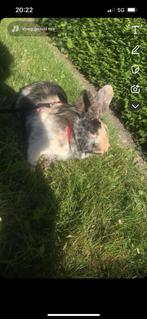 Konijnen, Dieren en Toebehoren, Konijnen, Meerdere dieren, Middelgroot