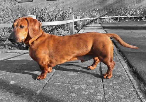 Standaard Teckel korthaar reutje FINN, 7 jaar. GERESERVEERD!, Dieren en Toebehoren, Honden | Teckels en Dashonden, Reu, Korthaar