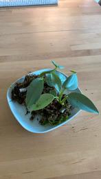 Philodendron Silver sword wetsticks, Huis en Inrichting, Kamerplanten, Ophalen of Verzenden, Overige soorten, Minder dan 100 cm