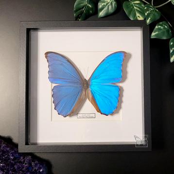 The giant blue morpho vlinder in grote zwarte lijst